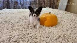 Papillon kucēnus no godalgotiem vecākiem Papillon kucēnus no godalgotiem vecākiem - MM.LV