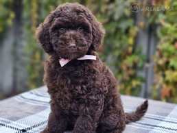 Коричневые щенки пуделя миниатюры - MM.LV