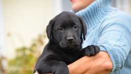 Щенки лабрадора - MM.LV