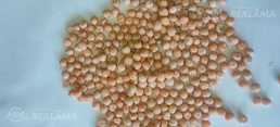 Yellow round peas Yellow round peas - MM.LV