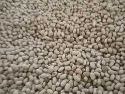 Navy beans Navy beans - MM.LV