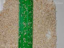 Barley groats Barley groats - MM.LV