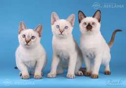 Тайские котята Тайские котята - MM.LV