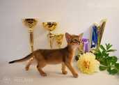 Club Abyssinian kitten - MM.LV - 2