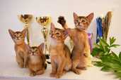 Club Abyssinian kitten - MM.LV - 3