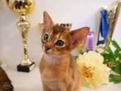 Club Abyssinian kitten - MM.LV - 4
