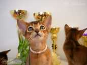 Club Abyssinian kitten - MM.LV - 5
