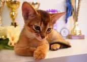 Club Abyssinian kitten - MM.LV - 7