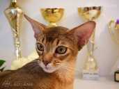 Club Abyssinian kitten - MM.LV - 8