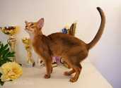 Club Abyssinian kitten - MM.LV - 9