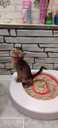 Club Abyssinian kitten - MM.LV - 11