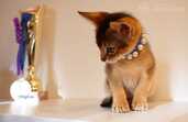 Club Abyssinian kitten - MM.LV - 2