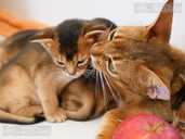 Club Abyssinian kitten - MM.LV - 12
