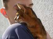 Club Abyssinian kitten - MM.LV - 13