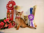 Club Abyssinian kitten - MM.LV - 14