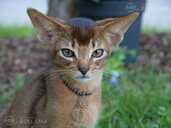 Club Abyssinian kitten - MM.LV - 15