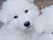 Baltais Šveices aitu suns - MM.LV