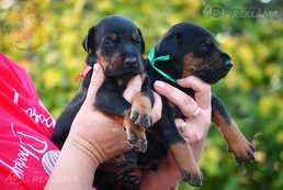 Щенки добермана - MM.LV