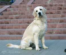 Золотистый ретривер щенок - MM.LV