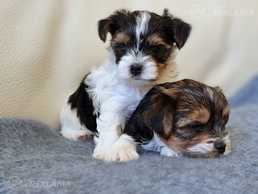 Biver Yourk puppies boy and girl Biver Yourk puppies boy and girl - MM.LV