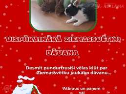Pundurtruši - MM.LV