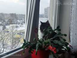 Apartment in Riga, Ziepniekkalns, 40 м², 1 rm.. Apartment in Riga, Ziepniekkalns, 40 м², 1 rm.. - MM.LV