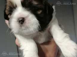 Чистокровные щенки Ши-Тцу - MM.LV