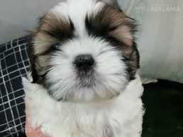 Чистокровные щенки Ши-Тцу - MM.LV