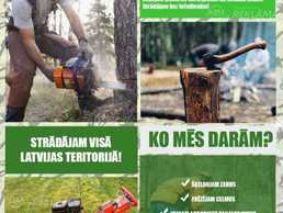 Koku zāģēšana - MM.LV