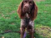 Fci spaniel looking for new family - MM.LV