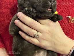 Щенки лабрадор ретривера - MM.LV