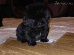 Pekinieši! Pekinieši! - MM.LV