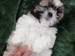 Чистокровный Щенок Ши-Тцу - MM.LV