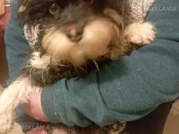 Щеночки - MM.LV