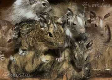 Degus peles meklē jaunus saimniekus!?? Degus peles meklē jaunus saimniekus!?? - MM.LV
