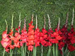 Gladiolas, gladiolu sīpoli Gladiolas, gladiolu sīpoli - MM.LV
