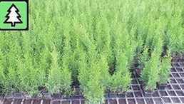 Tūjas-Smaragd 35-60cm, thuja occ smaragd Tūjas-Smaragd 35-60cm, thuja occ smaragd - MM.LV