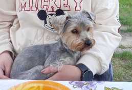 Meklē kavalieri. - MM.LV