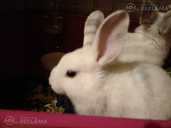Милые карликовые кролики - MM.LV - 3