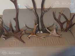 Pārdodu,bieža,aļņa ragus,Gulbene - MM.LV