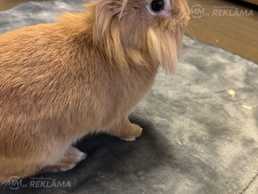 Sweet rabbit looking for forever home? Sweet rabbit looking for forever home? - MM.LV