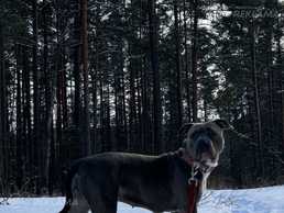 Булли xl - MM.LV