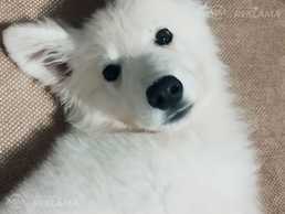 Белоснежное счастье - MM.LV