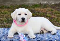 Шикарная девочка лабрадор - MM.LV