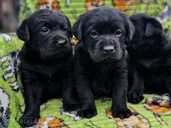 Labrador - MM.LV