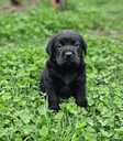 Labrador - MM.LV - 3