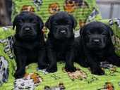 Labrador - MM.LV - 4