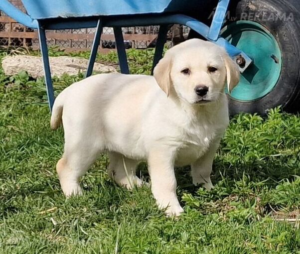 Labrador Labrador - MM.LV