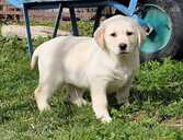Labrador - 1 Labrador - MM.LV - 1