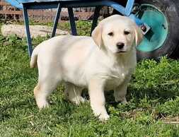 Labrador - MM.LV